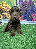 Choco, a male Miniature Schnauzer for sale in Mount Carmel, TN – 1 of 5