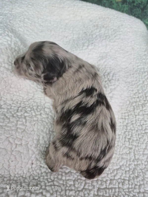 Patches, a male Miniature Schnauzer for sale in Mount Carmel, TN – Photo 1 of 2