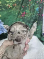 Patches, a male Miniature Schnauzer for sale in Mount Carmel, TN – Photo 2 of 2