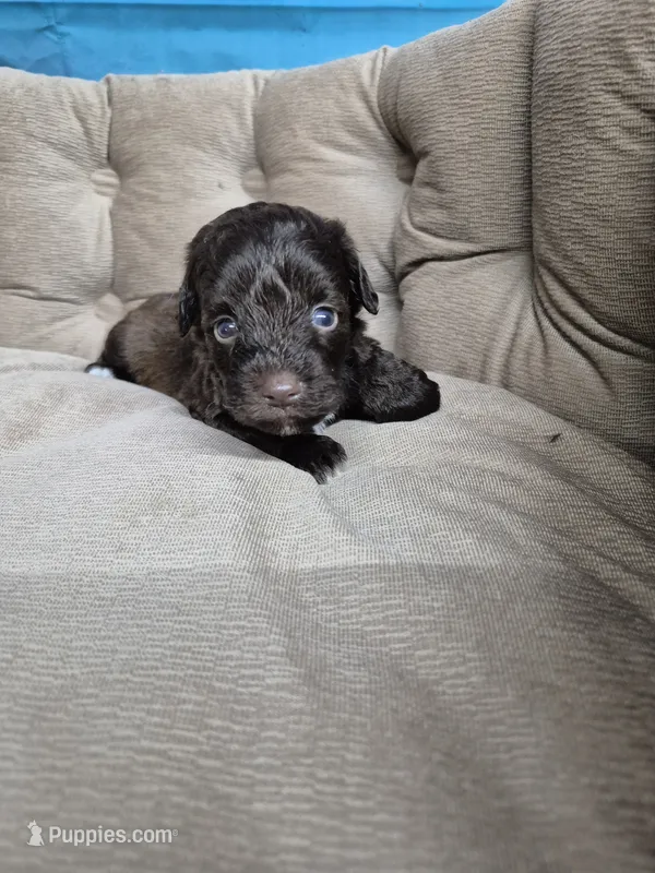 Dreama – Miniature Schnauzer puppy on hold in Mount Carmel, TN