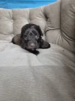 Dreama Chocolate , a female Miniature Schnauzer for sale in Mount Carmel, TN – 1 of 8