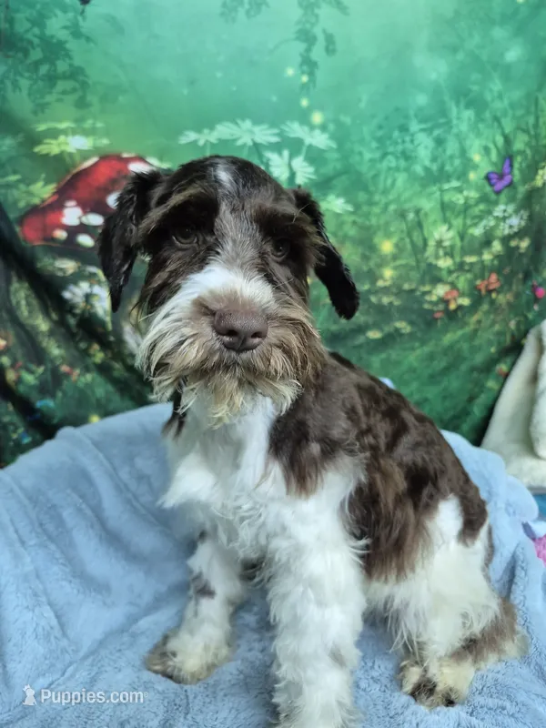 Liver parti boy – Miniature Schnauzer puppy for sale in Mount Carmel, TN