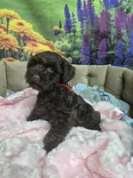 Truffle, a female Miniature Schnauzer for sale in Mount Carmel, TN – 2 of 5