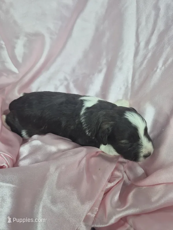 Kimmy – Miniature Schnauzer puppy for sale in Mount Carmel, TN