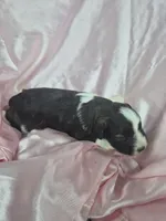 Kimmy, a female Miniature Schnauzer for sale in Mount Carmel, TN – 1 of 5