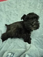 Lil bit teacup, a male Miniature Schnauzer for sale in Mount Carmel, TN – 3 of 7