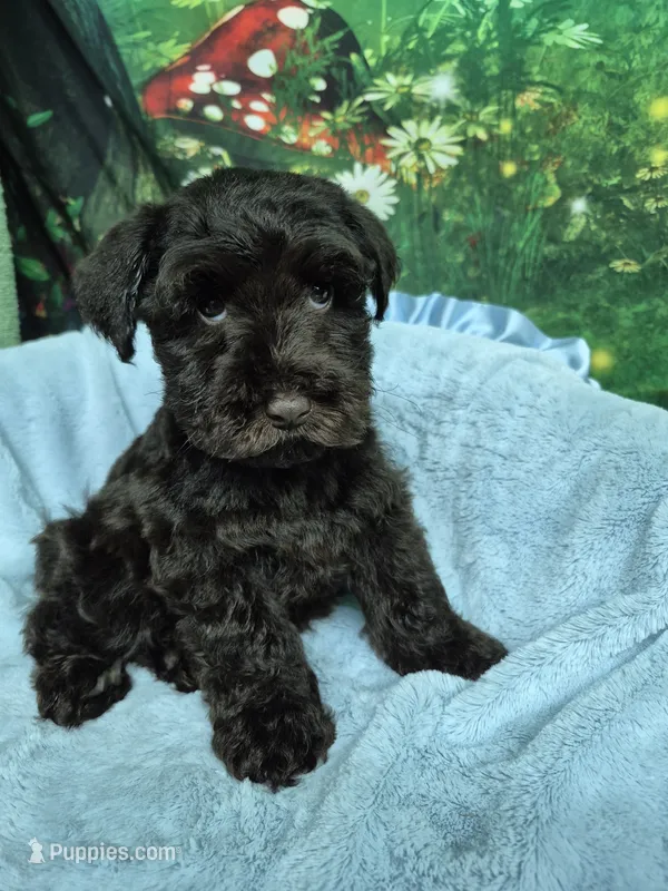 Hershey  – Miniature Schnauzer puppy for sale in Mount Carmel, TN