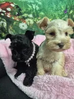 Little bit teacup blue eyes , a female Miniature Schnauzer for sale in Mount Carmel, TN – 2 of 3