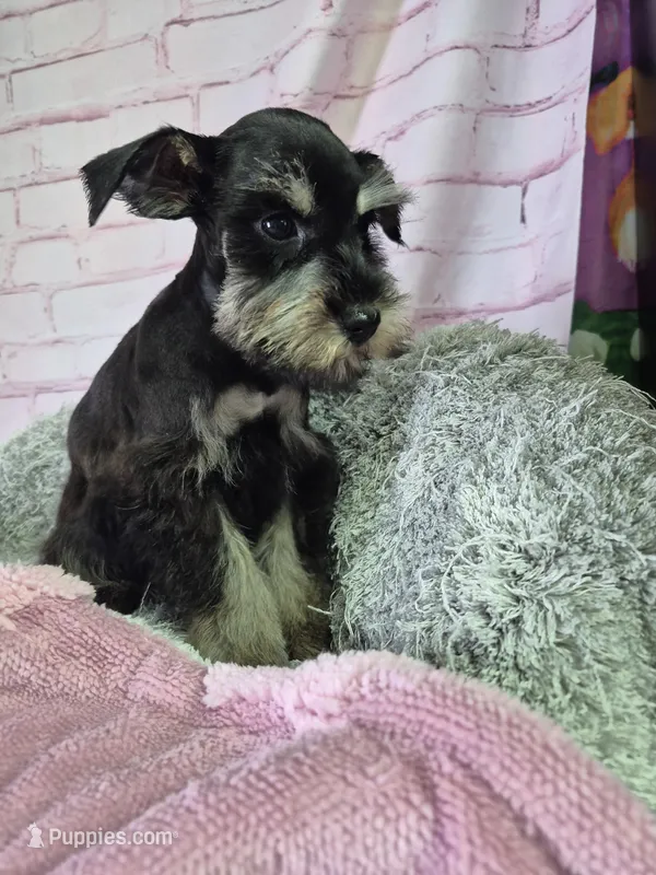 Chocolate Tan girl, a female Miniature Schnauzer for sale in Mount Carmel, TN – Photo 1 of 4