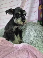 Chocolate Tan girl, a female Miniature Schnauzer for sale in Mount Carmel, TN – Photo 1 of 4