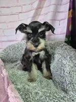 Chocolate Tan girl, a female Miniature Schnauzer for sale in Mount Carmel, TN – Photo 4 of 4