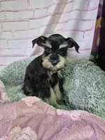 Chocolate Tan girl, a female Miniature Schnauzer for sale in Mount Carmel, TN – Photo 3 of 4