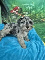 Blue eye blue merle , a male Miniature Schnauzer for sale in Mount Carmel, TN – 5 of 5