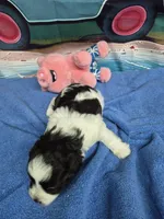 Black and White parti , a male Miniature Schnauzer for sale in Mount Carmel, TN – 5 of 5