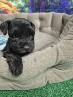 Dreama Chocolate , a female Miniature Schnauzer for sale in Mount Carmel, TN – 6 of 8