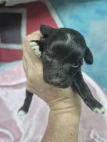 Truffles , a female Miniature Schnauzer for sale in Mount Carmel, TN – 2 of 6