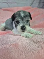 Pepper parti girl, a female Miniature Schnauzer for sale in Mount Carmel, TN – Photo 1 of 5