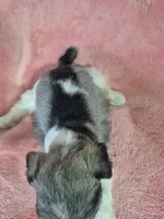 Pepper parti girl, a female Miniature Schnauzer for sale in Mount Carmel, TN – Photo 4 of 5