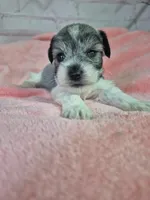 Pepper parti girl, a female Miniature Schnauzer for sale in Mount Carmel, TN – Photo 2 of 5