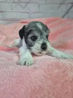 Pepper parti girl, a female Miniature Schnauzer for sale in Mount Carmel, TN – Photo 5 of 5