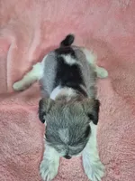 Pepper parti girl, a female Miniature Schnauzer for sale in Mount Carmel, TN – Photo 3 of 5