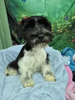 BW parti boy, a male Miniature Schnauzer for sale in Mount Carmel, TN – 2 of 4