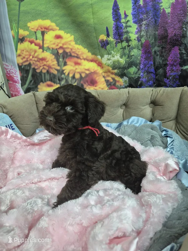 Truffle – Miniature Schnauzer puppy for sale in Mount Carmel, TN