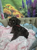 Truffle, a female Miniature Schnauzer for sale in Mount Carmel, TN – 1 of 5