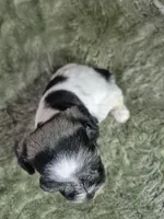 Pepper parti, a male Miniature Schnauzer for sale in Mount Carmel, TN – Photo 5 of 5