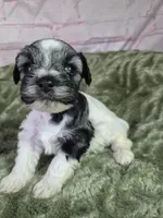 Pepper parti, a male Miniature Schnauzer for sale in Mount Carmel, TN – Photo 3 of 5