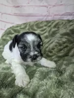 Pepper parti, a male Miniature Schnauzer for sale in Mount Carmel, TN – Photo 2 of 5