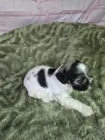 Pepper parti, a male Miniature Schnauzer for sale in Mount Carmel, TN – Photo 4 of 5