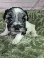 Pepper parti, a male Miniature Schnauzer for sale in Mount Carmel, TN – Photo 1 of 5