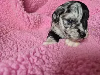 Pirate girl, a male Miniature Schnauzer for sale in Mount Carmel, TN – 4 of 4
