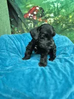 One blue eye, a male Miniature Schnauzer for sale in Mount Carmel, TN – 2 of 8