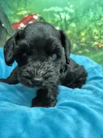 One blue eye, a male Miniature Schnauzer for sale in Mount Carmel, TN – 3 of 8