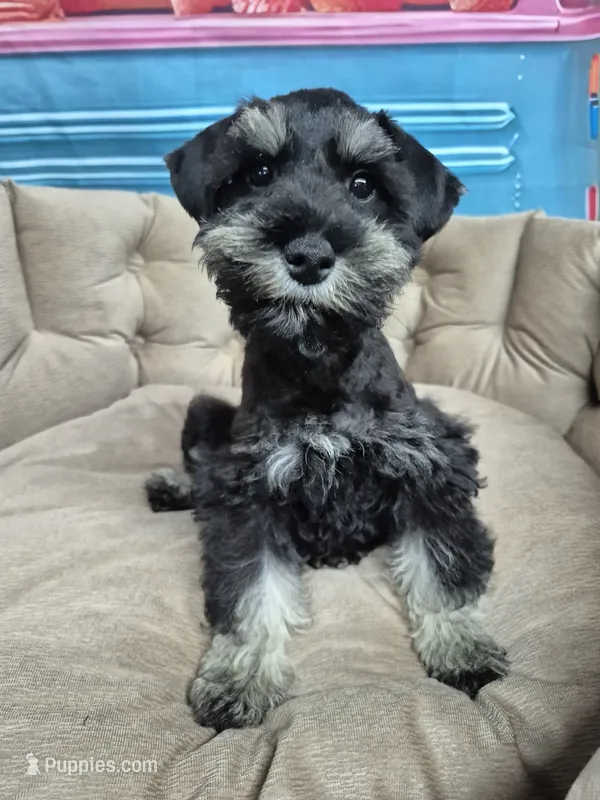 Phantom girl  – Miniature Schnauzer puppy for sale in Mount Carmel, TN