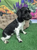 BW parti boy, a male Miniature Schnauzer for sale in Mount Carmel, TN – 3 of 4
