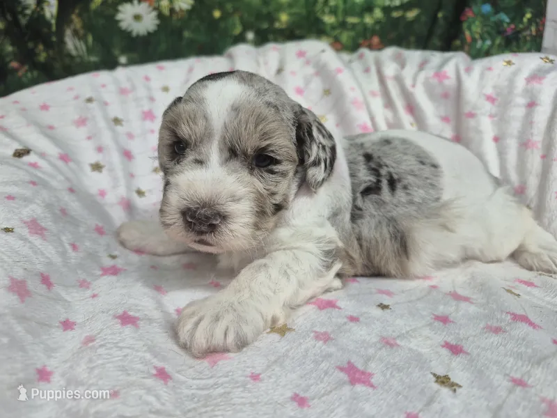 Jewel – Miniature Schnauzer puppy for sale in Mount Carmel, TN