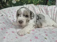 Jewel, a female Miniature Schnauzer for sale in Mount Carmel, TN – 1 of 4