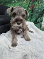 Bea green eyes , a female Miniature Schnauzer for sale in Mount Carmel, TN – Photo 3 of 4