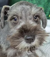 Bea green eyes , a female Miniature Schnauzer for sale in Mount Carmel, TN – Photo 1 of 4