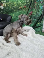 Bea green eyes , a female Miniature Schnauzer for sale in Mount Carmel, TN – Photo 4 of 4