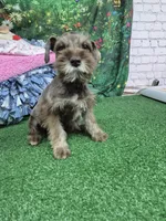 Bea green eyes , a female Miniature Schnauzer for sale in Mount Carmel, TN – 7 of 7