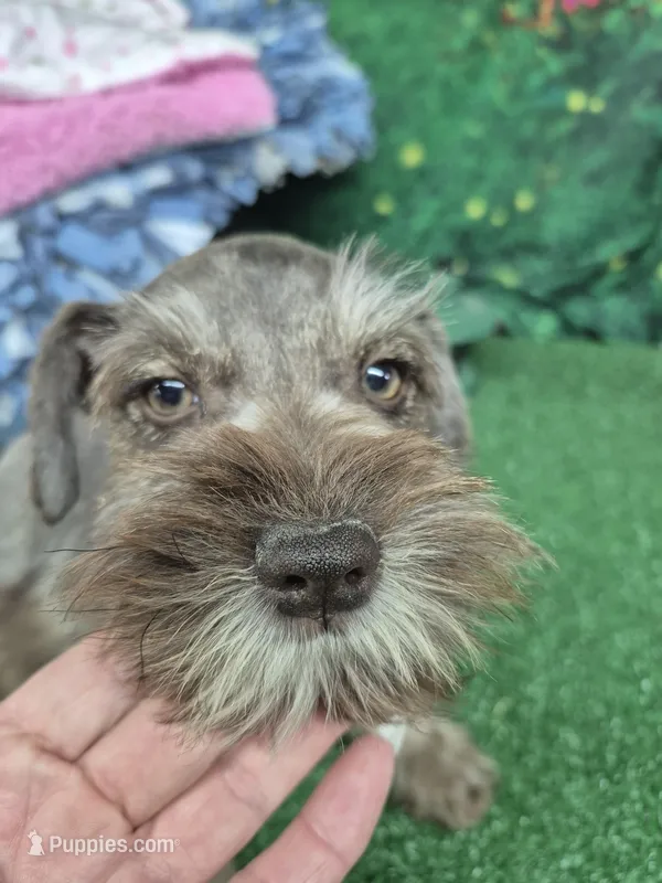 Bea green eyes  – Miniature Schnauzer puppy for sale in Mount Carmel, TN