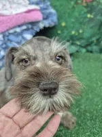 Bea green eyes , a female Miniature Schnauzer for sale in Mount Carmel, TN – 1 of 7
