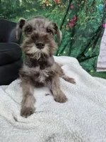 Bea green eyes , a female Miniature Schnauzer for sale in Mount Carmel, TN – Photo 2 of 4