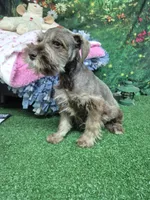 Bea green eyes , a female Miniature Schnauzer for sale in Mount Carmel, TN – 6 of 7