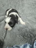 Patches , a male Miniature Schnauzer for sale in Mount Carmel, TN – 3 of 6