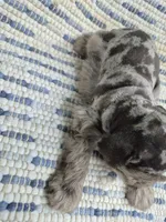 Patches chocolate merle , a male Miniature Schnauzer for sale in Mount Carmel, TN – 2 of 4